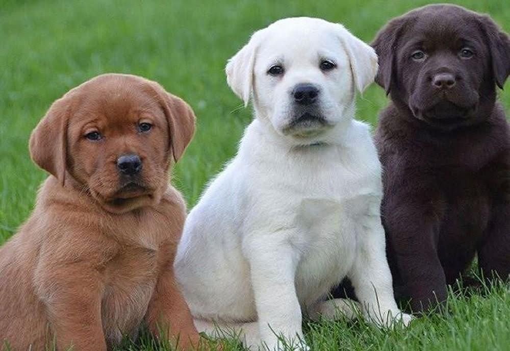 Tuổi thọ của chó Labrador là khác nhau