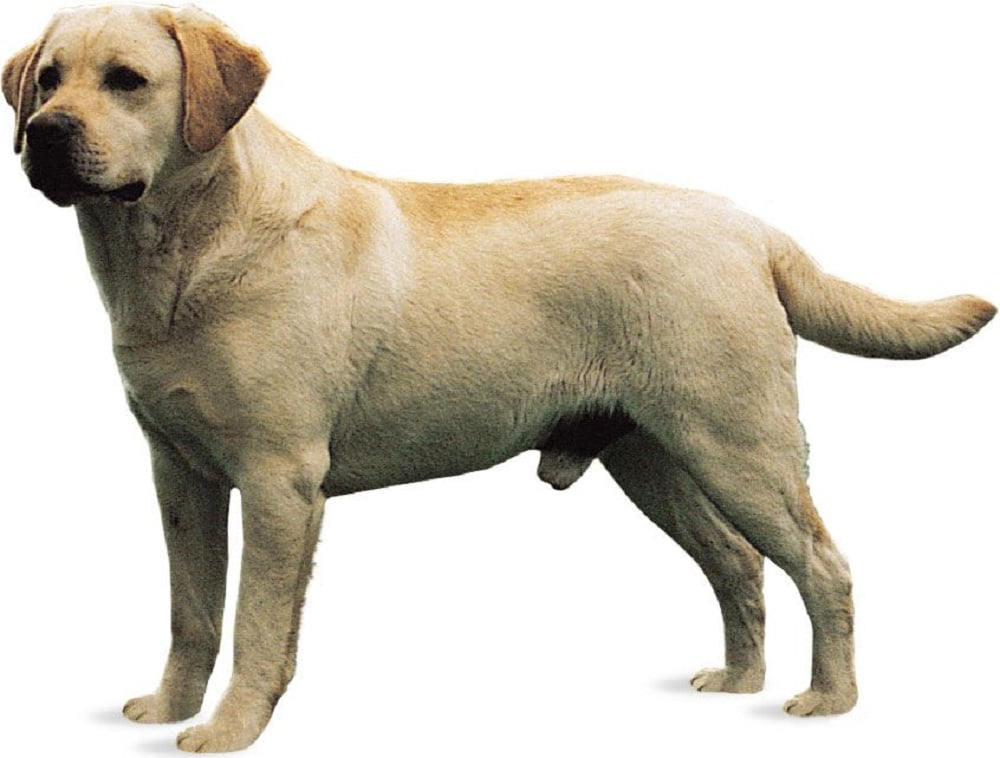 bệnh dị ứng da ở chó