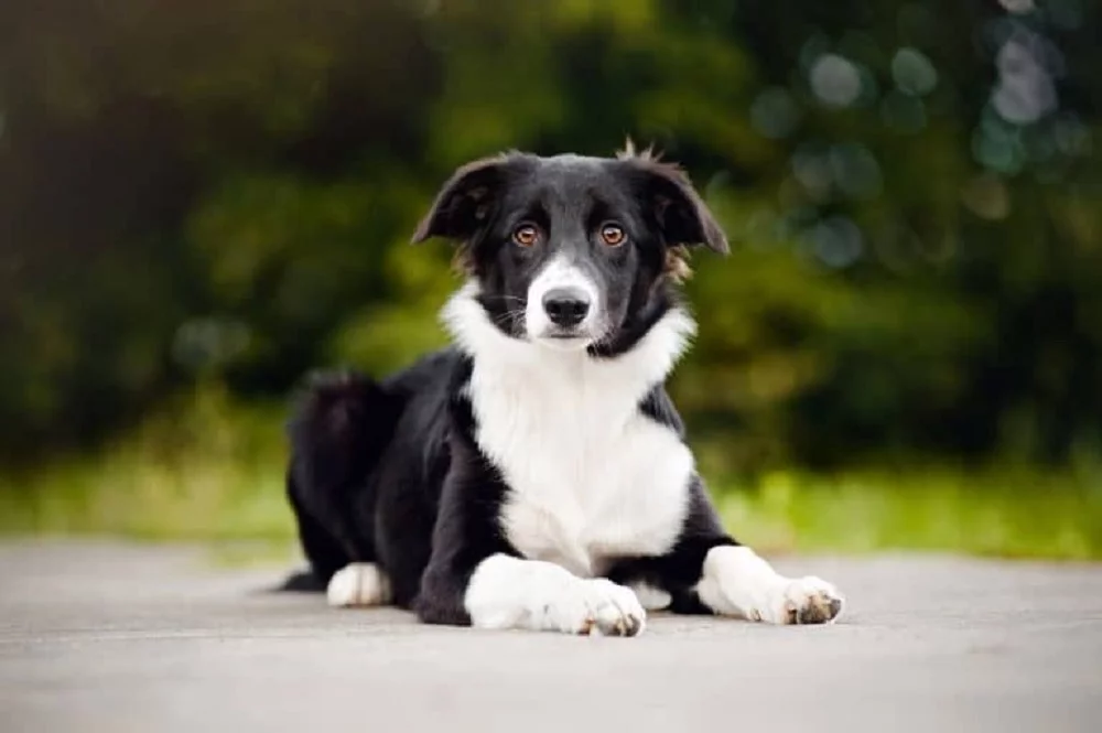 Chó Border Collie màu đen