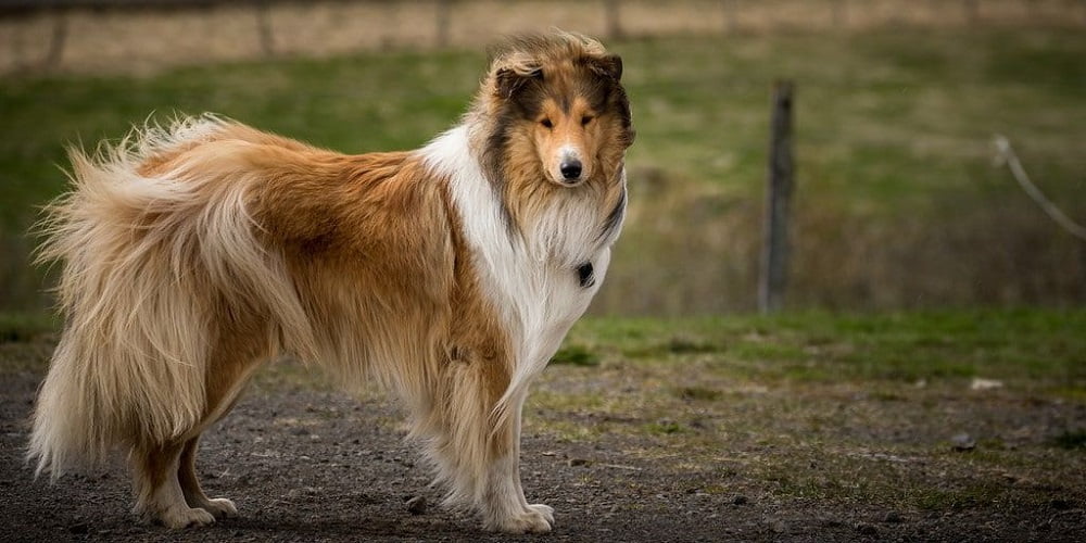 chó rough collie sở hữu bộ lông dày