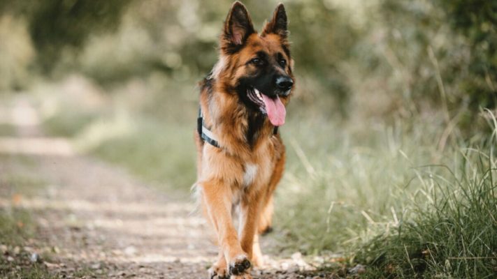 Tìm hiểu về chó Becgie Đức - Germand Shepherd - Dịch Vụ Huấn Luyện Chó