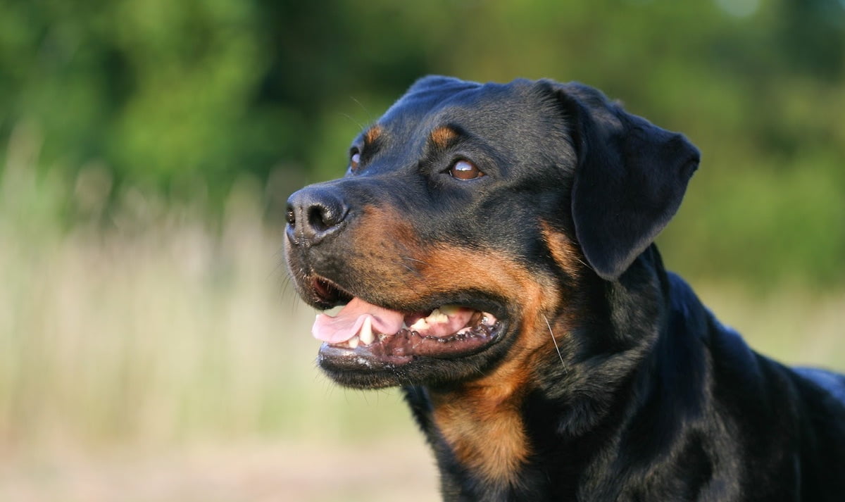 Nếu bạn muốn biết thêm về thông tin liên quan đến giống chó Rottweiler quyến rũ, hãy tìm kiếm trên trang web của chúng tôi. Chúng tôi sẽ cung cấp cho bạn những thông tin cần thiết về nguồn gốc, đặc tính và cách chăm sóc cho giống chó này.