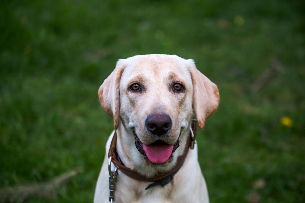 Labrador là chó trị liệu