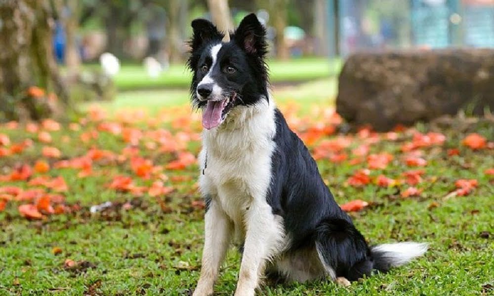 thức ăn cho chó border collie