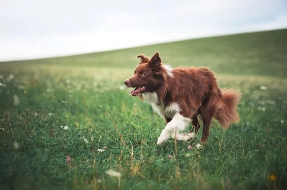 Chó Border Collie màu nâu đỏ