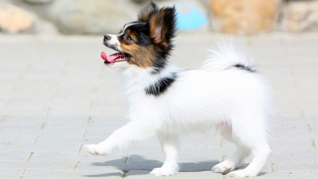 Các bệnh thường gặp ở chó Papillon và cách phòng tránh - Dịch Vụ Huấn ...