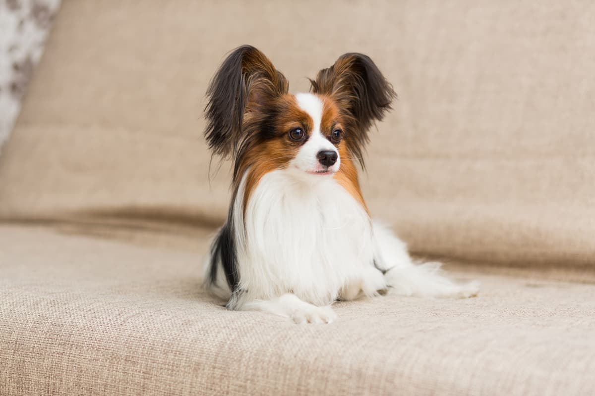 cham soc cho papillon