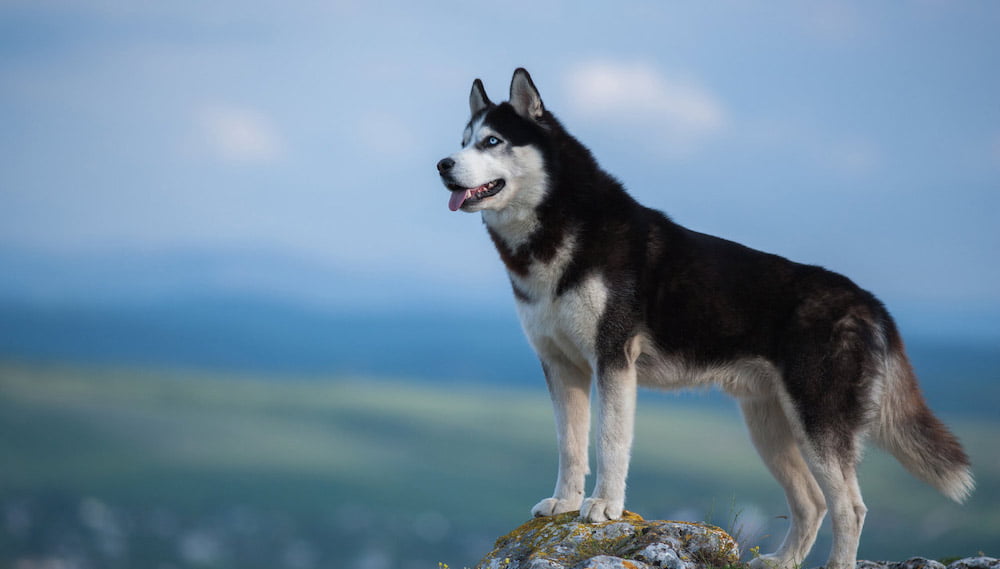 Tìm hiểu về giống chó Husky Siberian - Trường Huấn Luyện Chó Số 1 Việt Nam