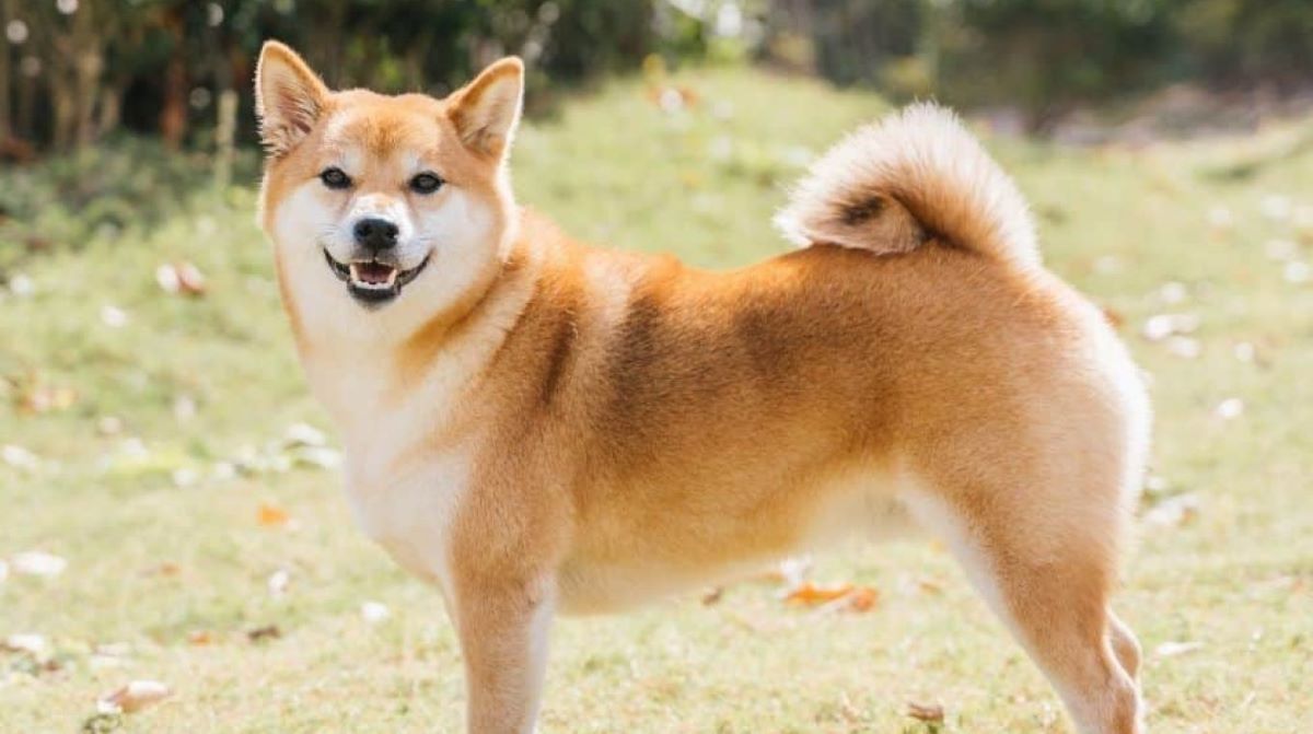 Những điều có thể bạn chưa biết về Shiba Inu - Trường Huấn Luyện 