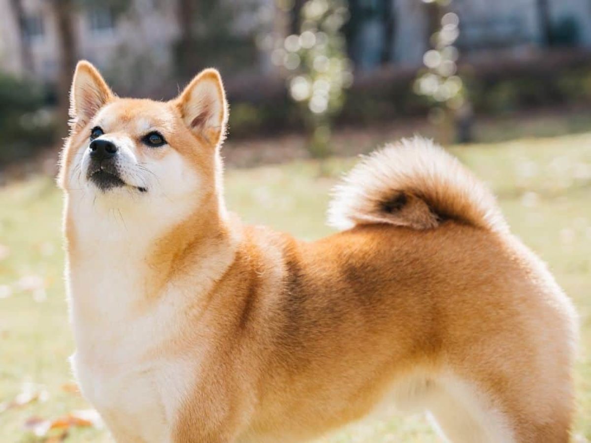 9 điều có thể bạn chưa biết về giống chó Shiba thuần chủng Nhật Bản   SONGHANTOURIST