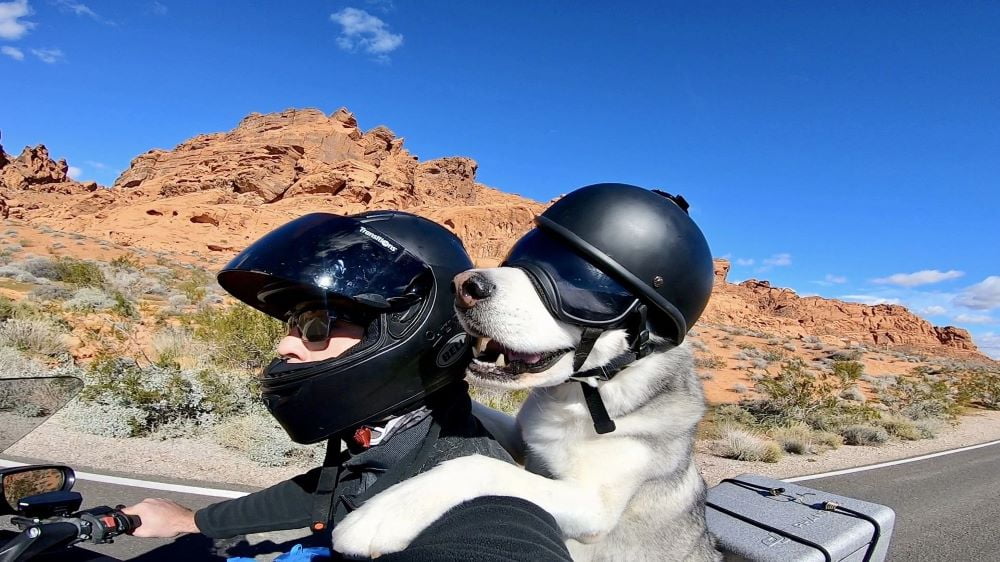 Mẹo huấn luyện chó ngồi xe đơn giản - Trường Huấn Luyện Chó Thiên Khuyển