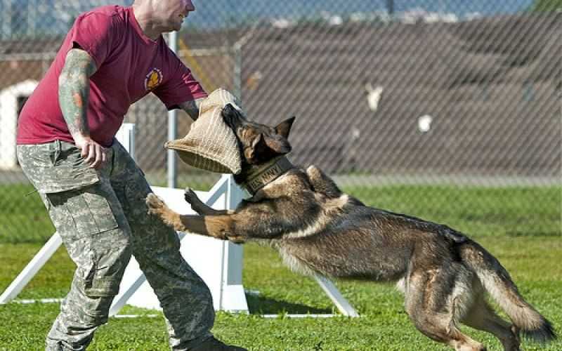huấn luyện chó bảo vệ chủ