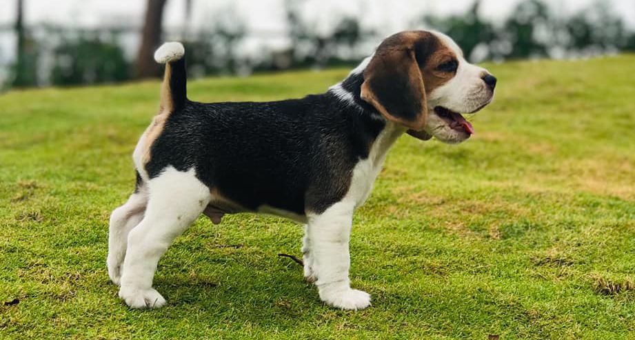 huấn luyện chó beagle