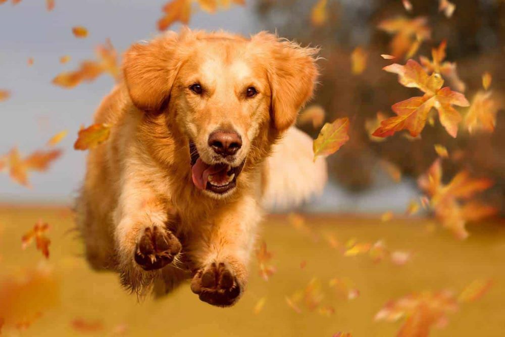 Chó Golden Retriever thích vận động