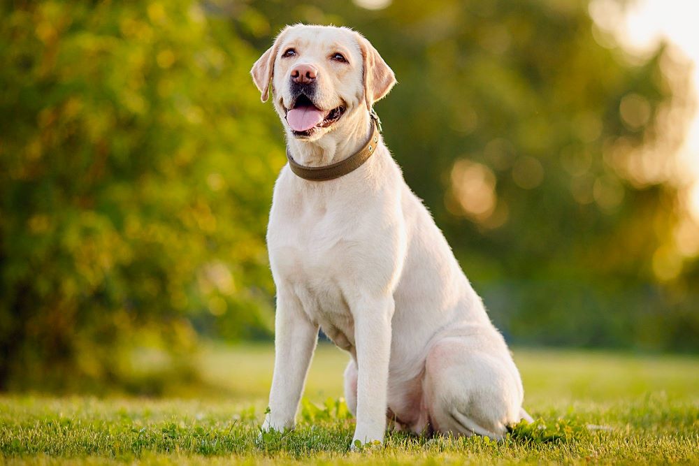 Chó Labrador Retriever