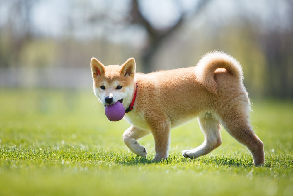 huấn luyện chó Shiba Inu