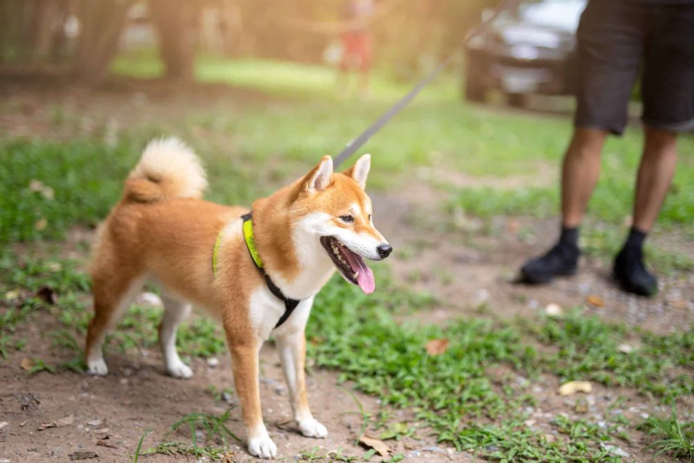 Huấn luyện chó Shiba Inu đi dạo ngoài trời