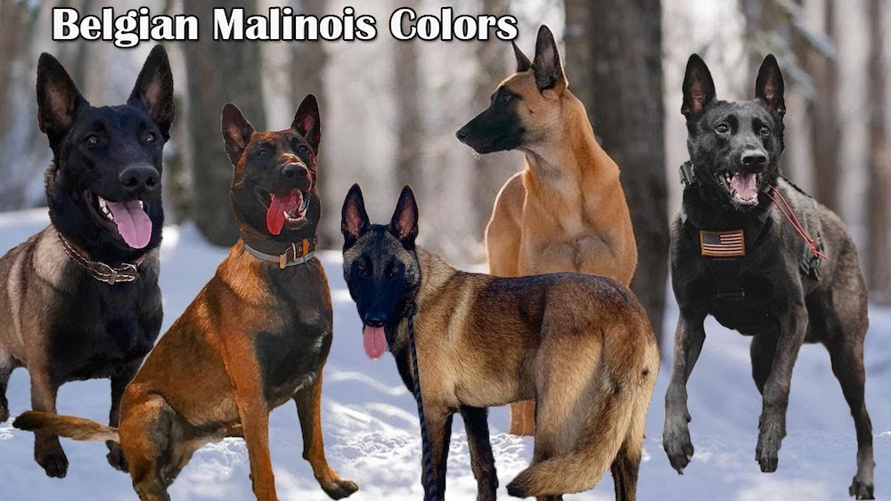 Màu lông chó Malinois