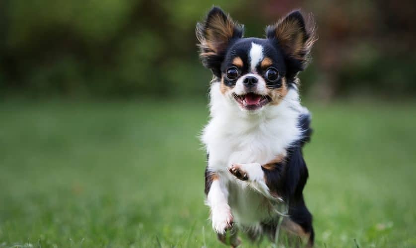 Huấn luyện chó Chihuahua