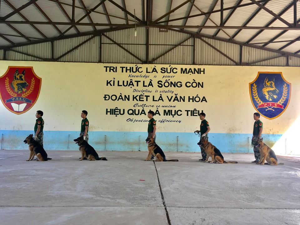 Trung tâm huấn luyện chó PDS